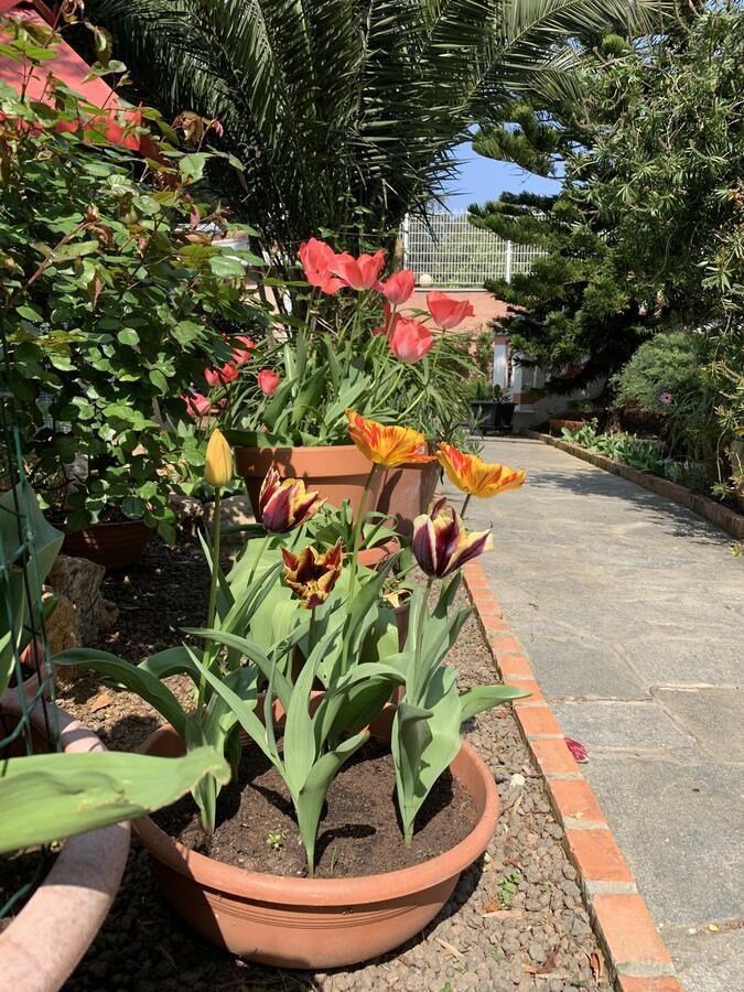 Resort Villa Rosa Maria Савона Экстерьер фото